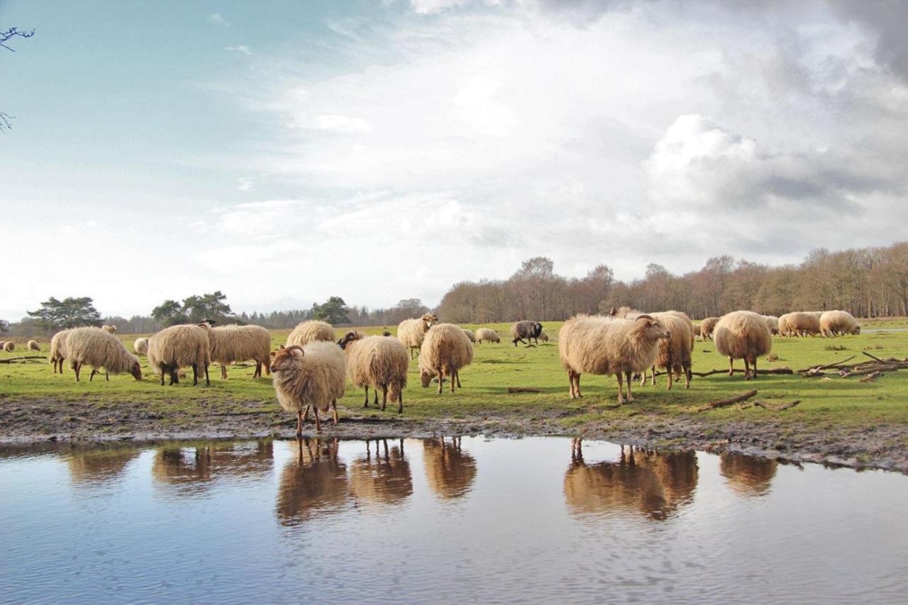 Prive In Een Bosrijke Omgeving Welkom Bij Gastenverblijf Het Ontsnapte Schaap In Jubbega Exterior photo