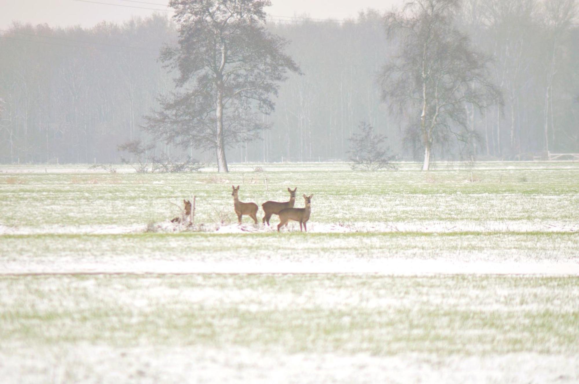 Prive In Een Bosrijke Omgeving Welkom Bij Gastenverblijf Het Ontsnapte Schaap In Jubbega Exterior photo